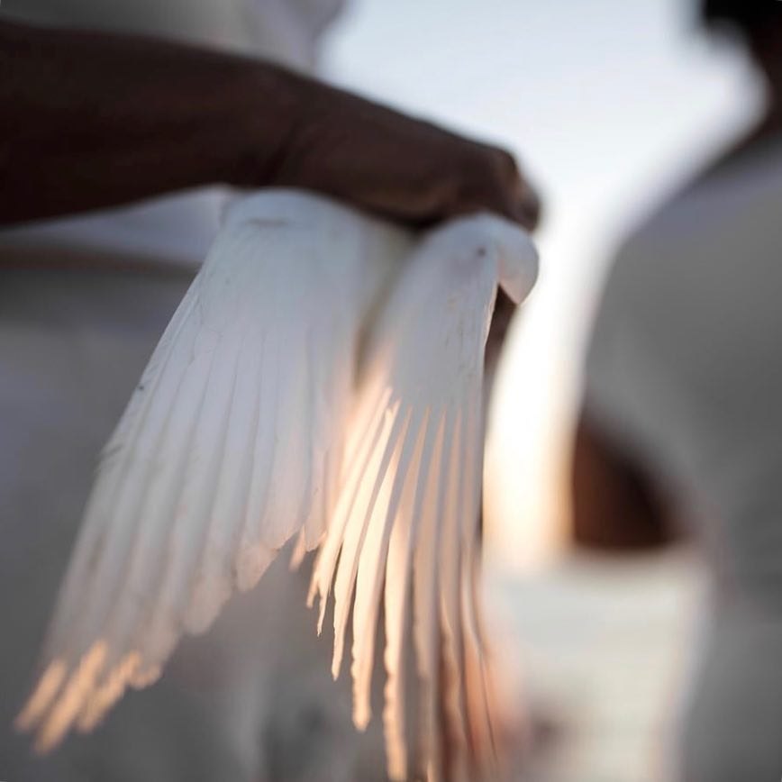 sacred light wings.